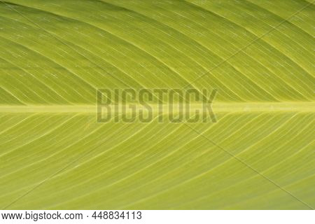 Powdery Alligator-flag Green Leaf Detail In Summer