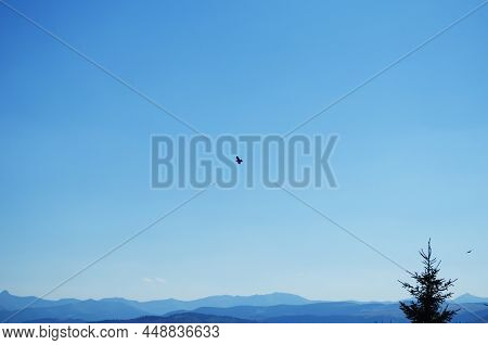 Flying Crows In The Blue Sky Above The Forest.