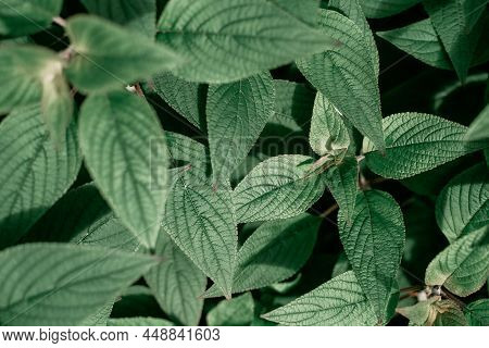 Pineapple Sage Leaves Salvia Elegans Geometric Natural Backgrouns Texture