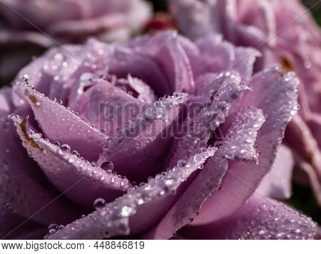 Close-up Of Outstanding, Old Fashioned Lavender Rose 'novalis' With Multi Layered Mauve Flowers. Det
