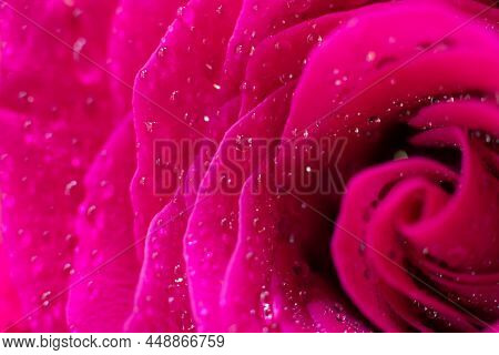 Little Round Water Droplets On Delicate Fragile Soft Silken Petals. Wet Magenta Macro Rose Flower