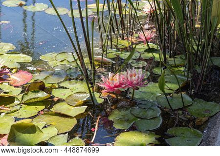 Magical Garden Pond With Blooming Pink Water Lilies And Lotuses, Peaceful Atmosphere Of Meditation, 