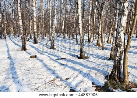 Morgen im Frühjahr Birkenwald