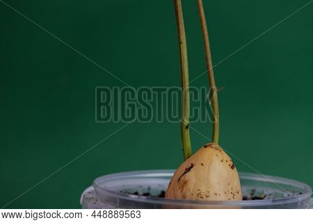 Sprouted Avocado Pit. Growing Avocados In A Pot. A Young Fresh Avocado Sprout With Leaves Grows From