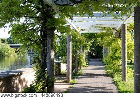 Wooden Pergolas Made Of Natural Wood With Concrete Pillars Entwined With Acacia On A Sunny Day. The 
