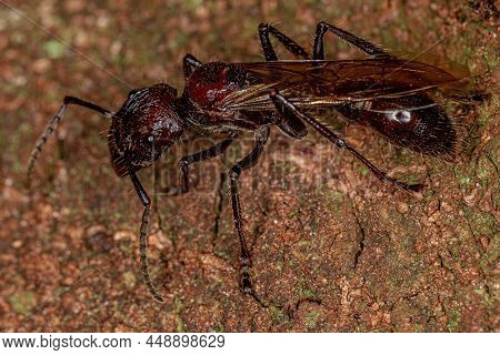 Adult Bullet Ant Queen Of The Species Paraponera Clavata