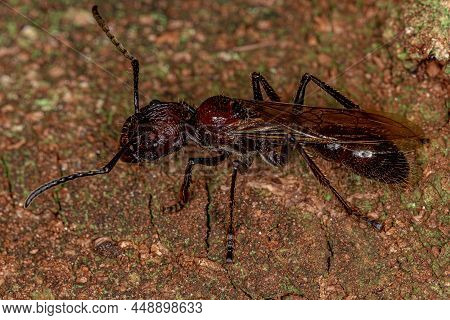 Adult Bullet Ant Queen Of The Species Paraponera Clavata