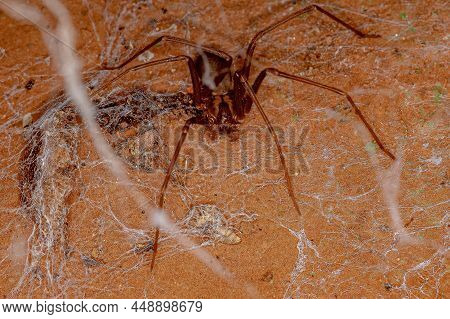 Adult Recluse Spider Of The Genus Loxosceles