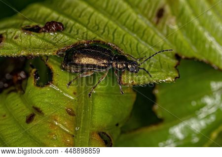 Adult Flea Beetle Of The Tribe Alticini