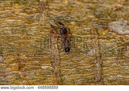 Small Jumping Spider Of The Subfamily Salticinae