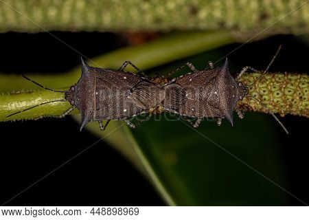 Adult Stink Bugs Of The Species Sibaria Armata Coupling