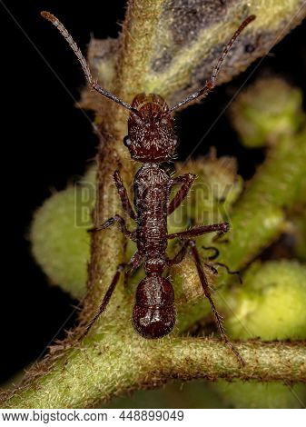 Adult Female Ectatommine Ant Of The Genus Ectatomma