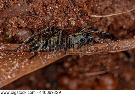 Female Adult Ant-mimic Sac Spider Of The Family Corinnidae