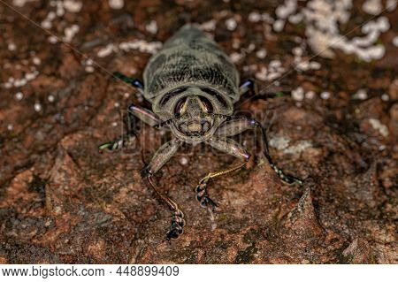 Adult Ceiba Borer Beetle Of The Species Euchroma Giganteum