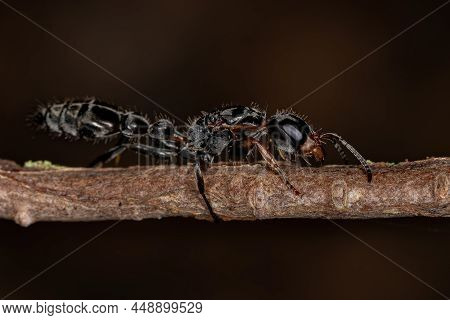 Adult Twig Queen Ant Of The Genus Pseudomyrmex