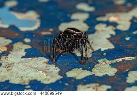 Small Male Jumping Spider Of The Subtribe Dendryphantina
