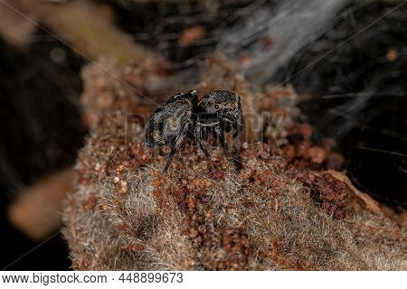 Small Black Jumping Spider Of The Subfamily Salticinae