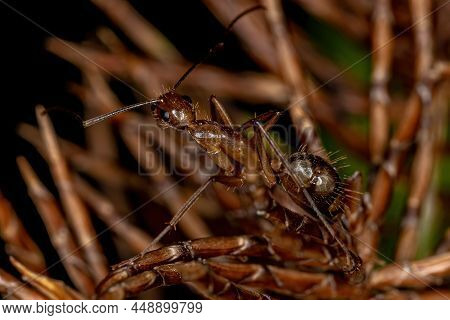 Adult Spider Wasp Of The Family Pompilidae