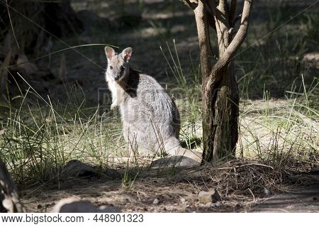 The Tammar Wallaby Is A Small Marsupial, It Is Grey And Tan With A White Chest