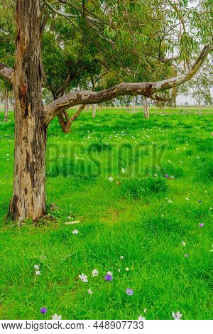 View Of Colorful Anemone Wildflowers In A Eucalyptus Grove, Near Megiddo, Jezreel Valley, Northern I