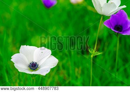 View Of Colorful Anemone Wildflowers, Near Megiddo, Jezreel Valley, Northern Israel