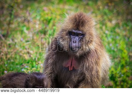 Close Up Portrait Of Endemic Gelada Baboons, Also Called Bleeding-heart Monkey, Living In The Ethiop