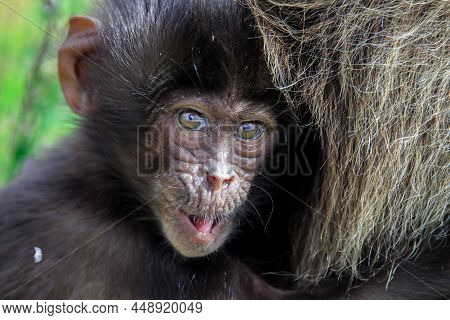 Close up portrait of Endemic Gelada Baboons, also called bleeding-heart monkey, living in the Ethiop