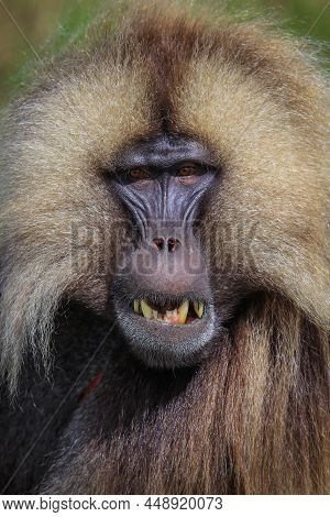 Close up portrait of Endemic Gelada Baboons, also called bleeding-heart monkey, living in the Ethiop