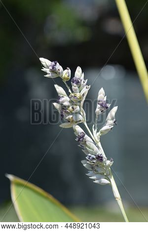 Powdery Alligator-flag Flowers And Fruit In The Summer