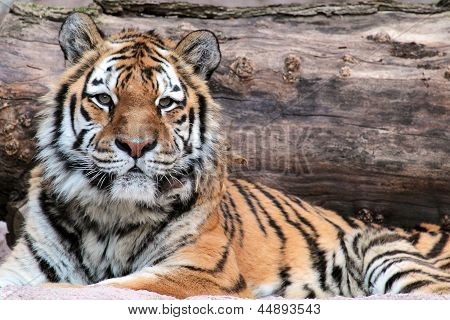 Siberian Tiger (panthera Tigris Altaica) Lying
