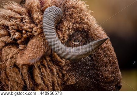Close Up Of A Sheep. One Curly Fur Horned Wallis Country Sheep. Roux Du Valais In Switzerland. Brown