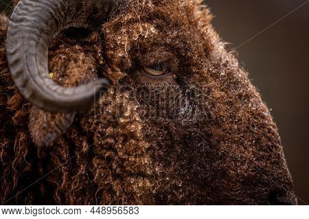 Close Up Of A Sheep. One Curly Fur Horned Wallis Country Sheep. Roux Du Valais In Switzerland. Brown