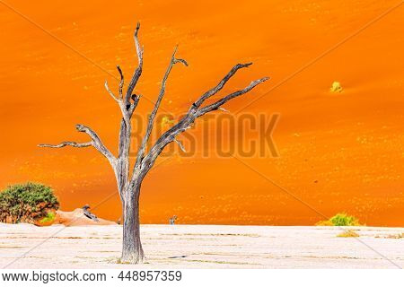 The Namib Naukluft Park. Africa. The skeletons of dead trees. Namibia. Huge scenic red and orange sand dunes. Hot sunny morning in the Namib desert. Sossusflei is a clay plateau 