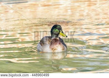 Duck Swimming In A Pond. Bird In The Park Of El Retiro In Madrid, In Spain. Horizontal Photography.