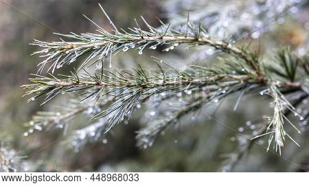 Cedar Tree Branch In A Rain With Raindrops