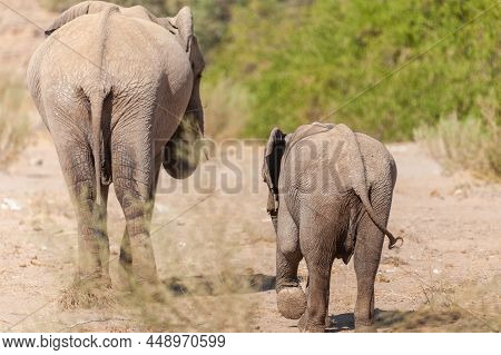 Closeup Of Two African Desert Elephant - Loxodonta Africana- Wandering In The Desert In North Wester