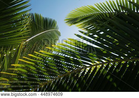 Palm Trees On Blue Sky, Palm At Tropical Coast, Coconut Tree With Tropical Palm Leaves Background. T
