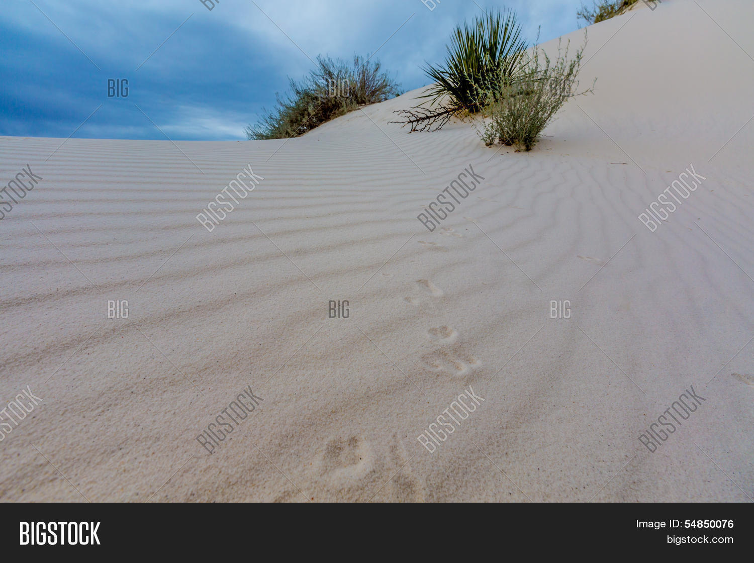 Tracks Wind Ripples Image & Photo (Free Trial) | Bigstock