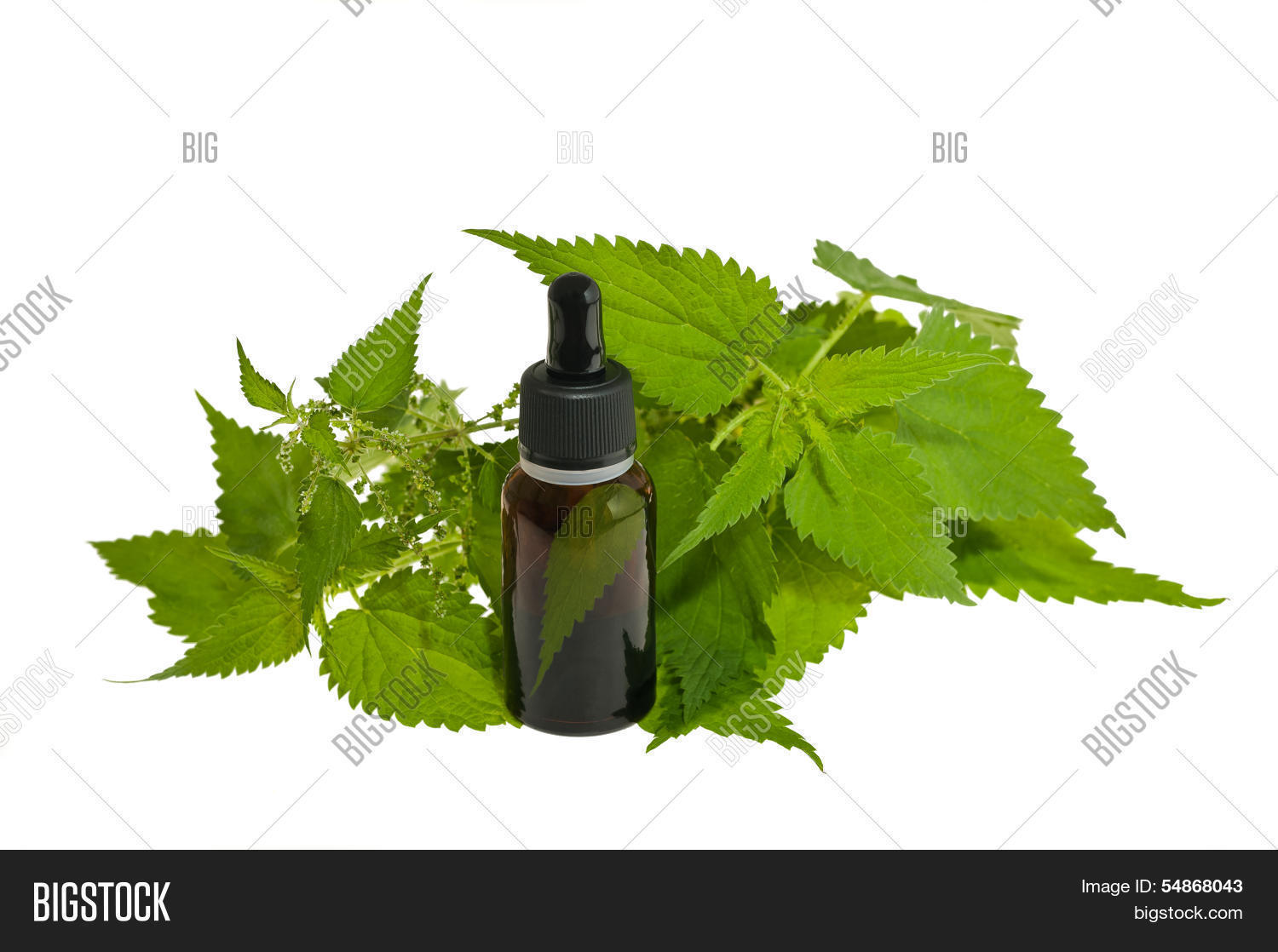Nettle extract. Крапива двудомная настой. Nettle extract. Масло крапивы. Экстракт крапивы порошок.
