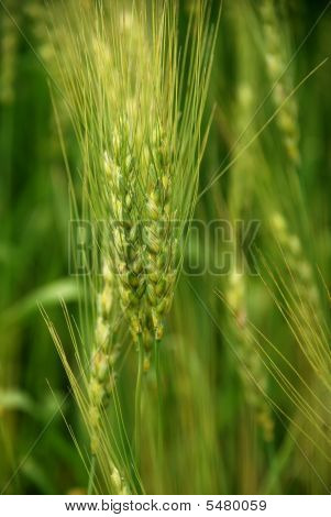 Wheatfield