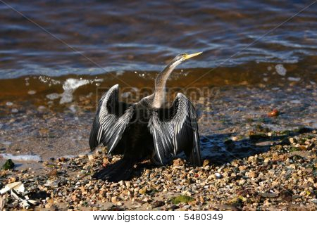 Darter_snakebirdsunbath