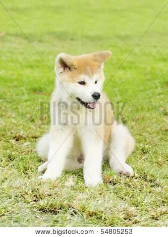 Akita Inu