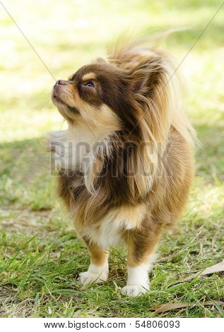 Chihuahua