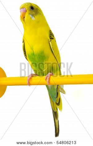 Yellow Budgie