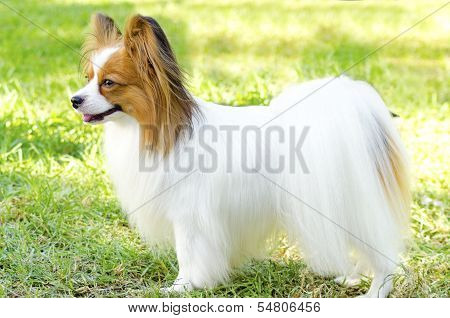 Papillon Dog