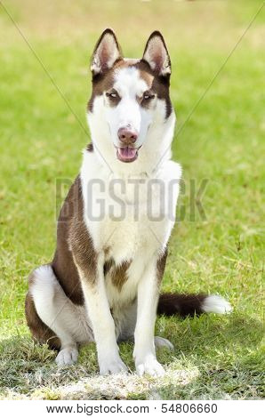 Siberian Husky
