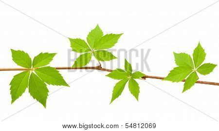 Climbing Vine