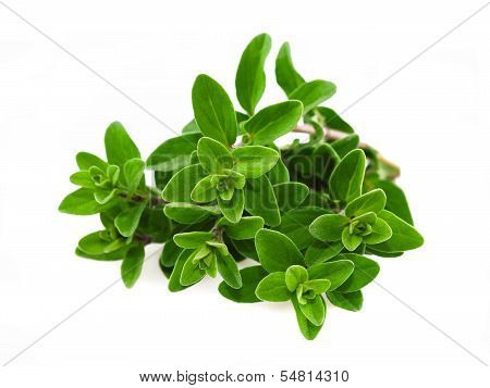 Origanum Majorana