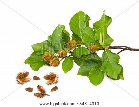 Beech Brunch