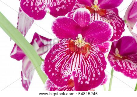 Pansy Orchid - Miltonia Lawless Falls